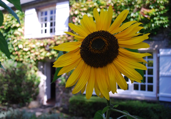Tournesol dans le jardin de la Maison Jacques Prévert