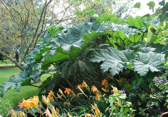 Les Gunneras Manicatas dans la jardin