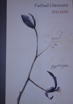 Iris noir