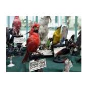 Les collections préhistoriques et gallo-romaines