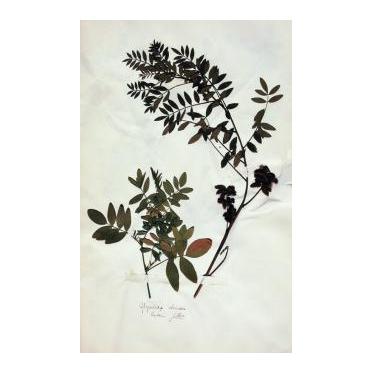 Atelier herbier